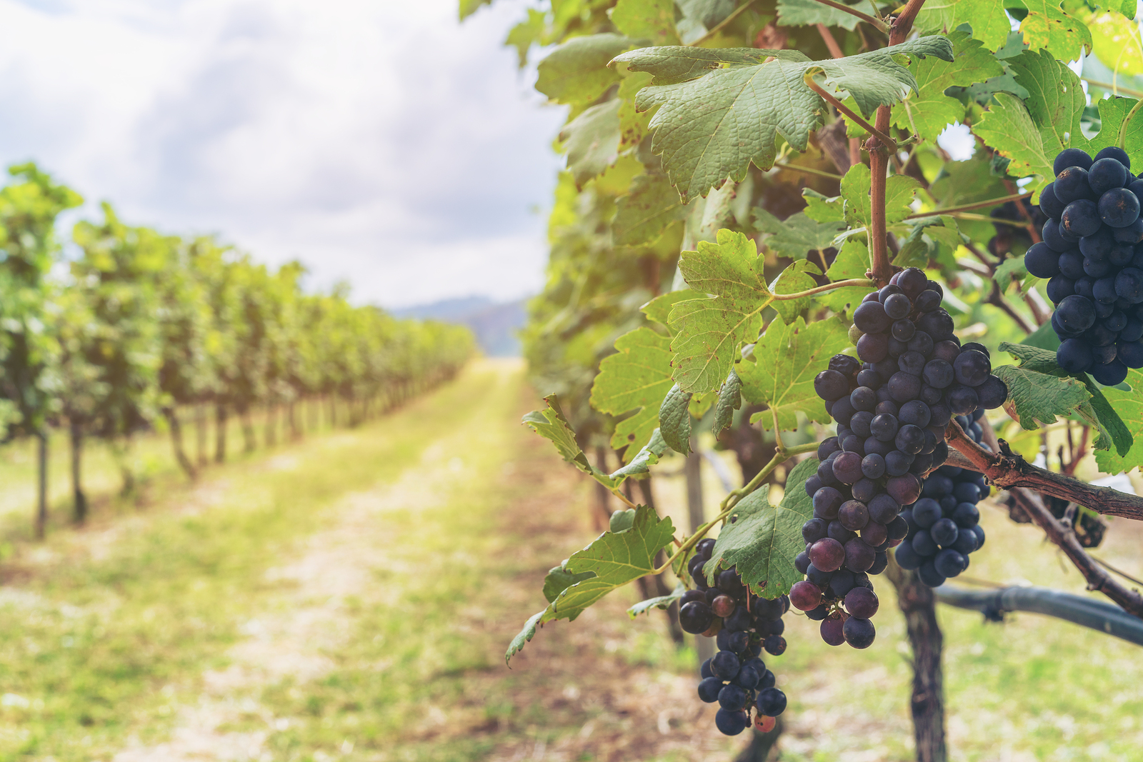 Canadian Wine Tour Custom Holidays