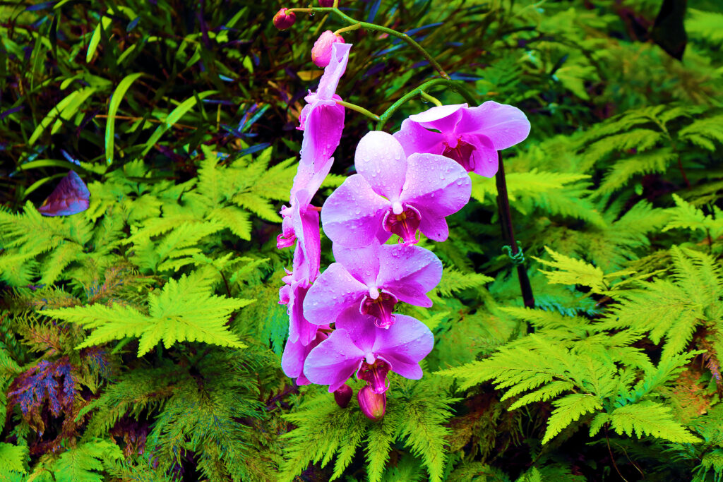 Pink Orchid Flowers Surrounded By Fern Plants Taken In A Lush Gr
