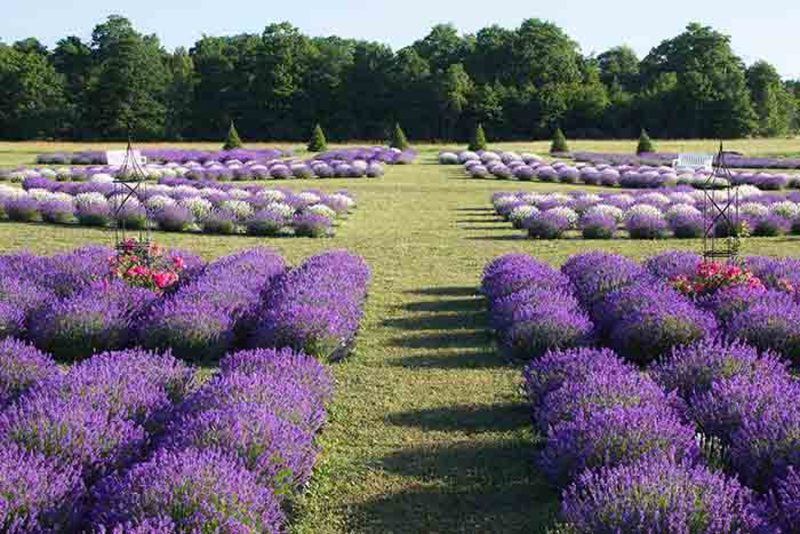 fragrant isle lavender farm