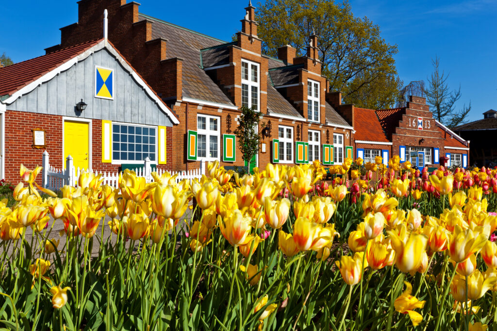 Tulips Line Paths At Windmill Island Village In Holland Michigan
