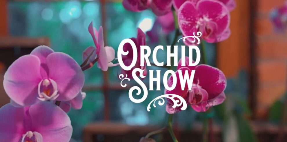 orchid