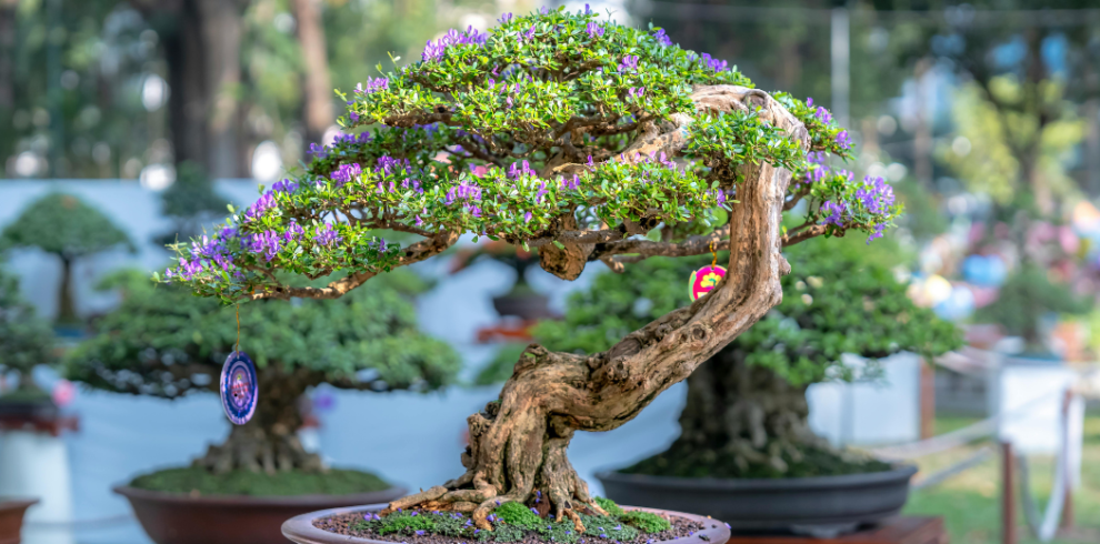 bonsai