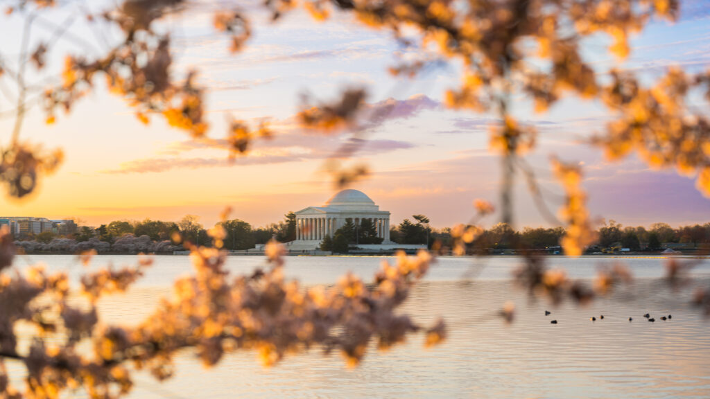 CherryBlossoms_010_308663_20250327