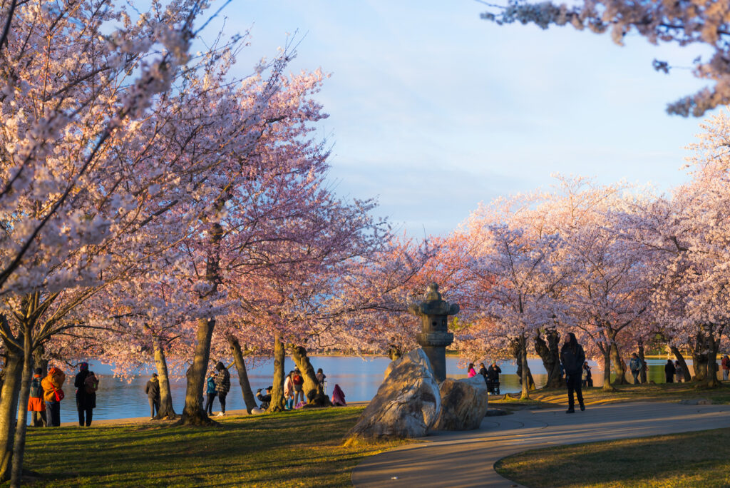 CherryBlossoms_023_308724_20250327