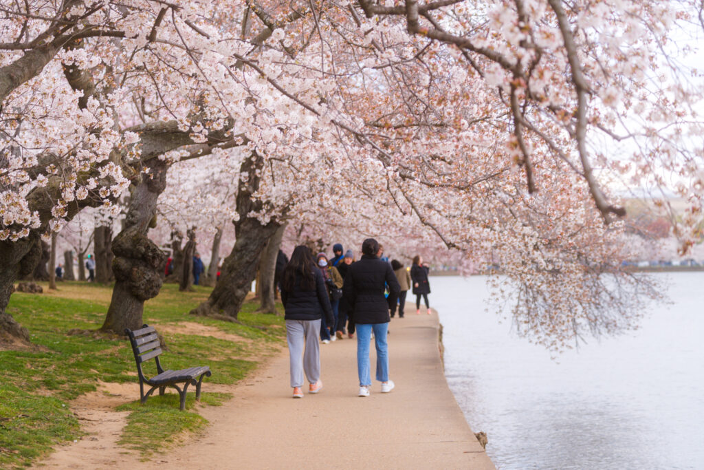 CherryBlossoms_023_7405167_20240319