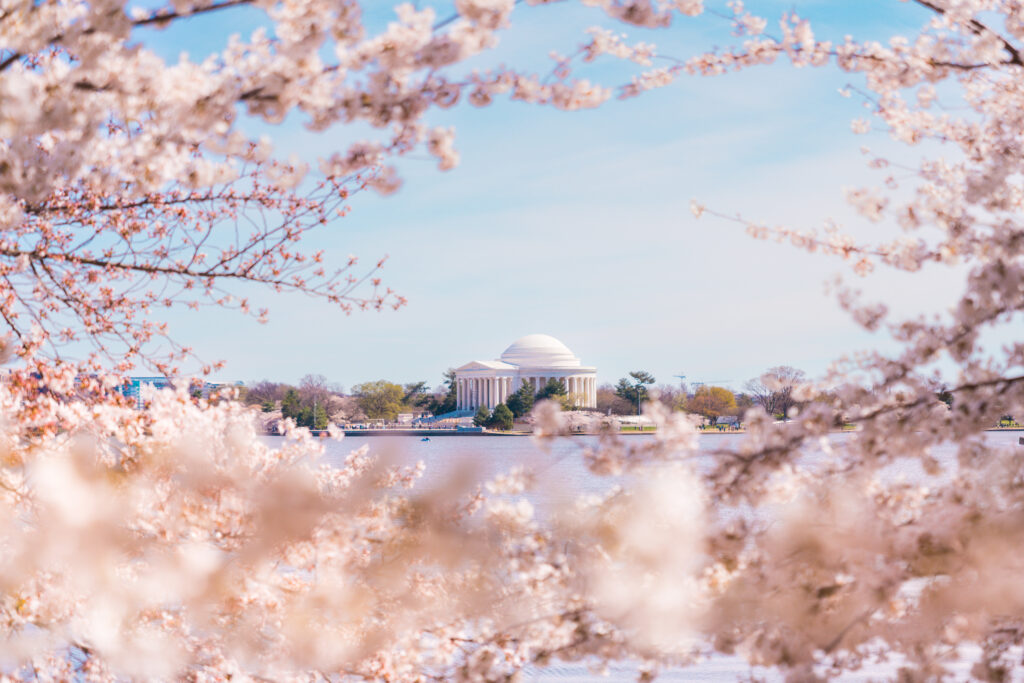 CherryBlossoms_102_7405636_20240321