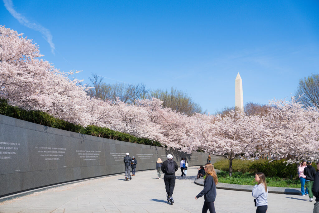 CherryBlossoms_126_7405844_20240321