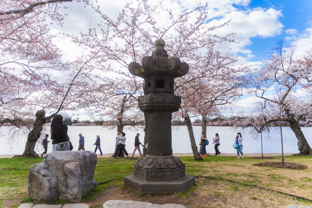CherryBlossoms_20220323_17