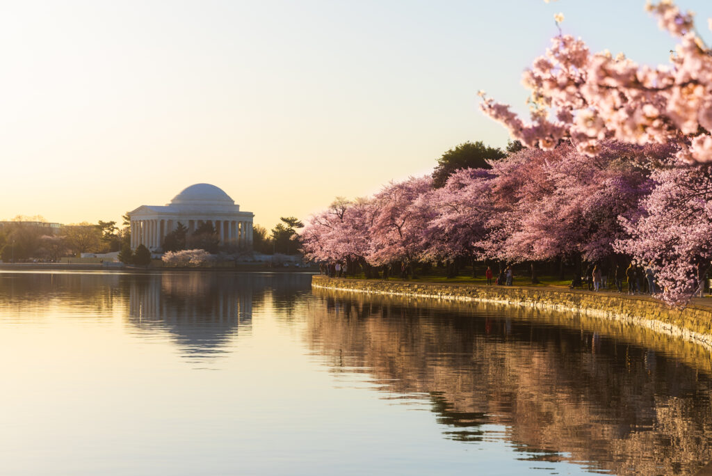 CherryBlossoms_20220323_19