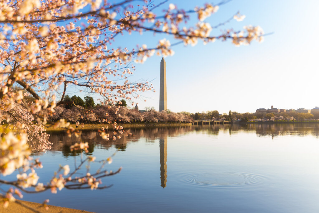 CherryBlossoms_20220323_20