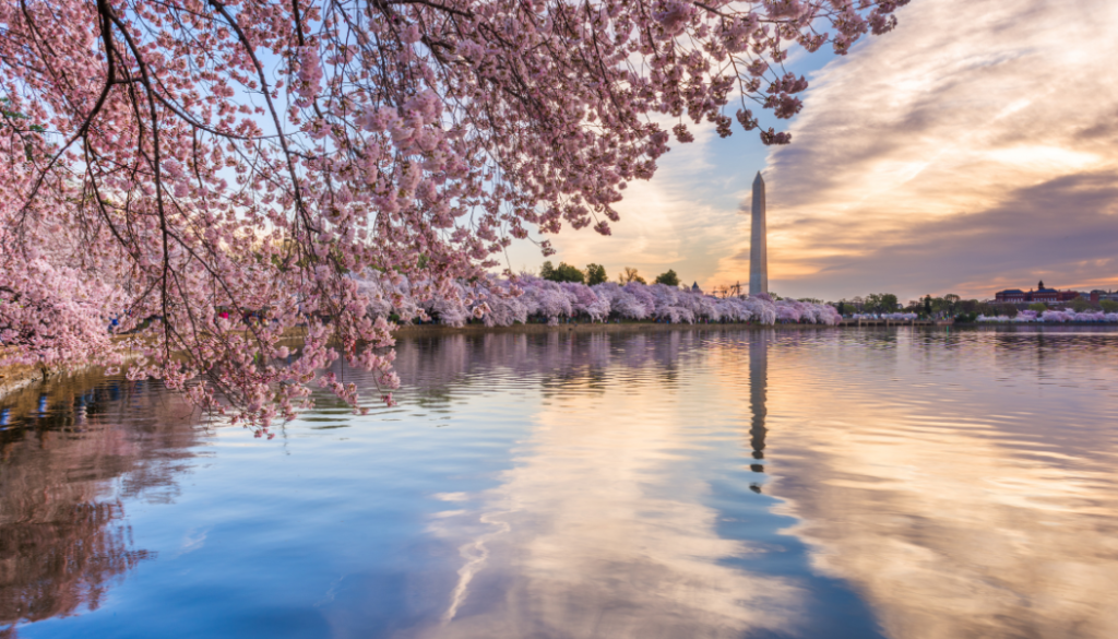 DC Cherry Blossoms